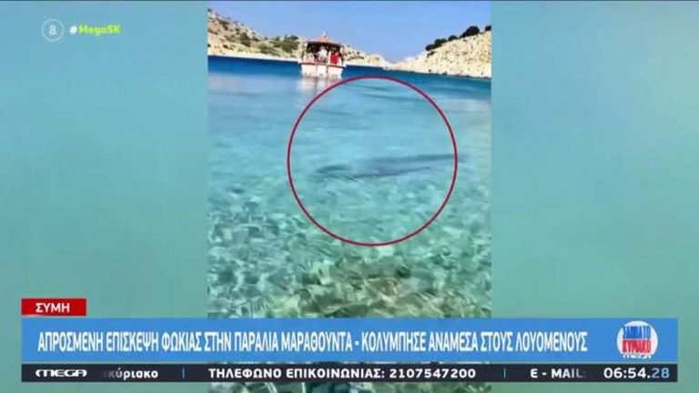 Σύμη: Φώκια κολυμπούσε κοντά στην ακτή δίπλα στους λουόμενους