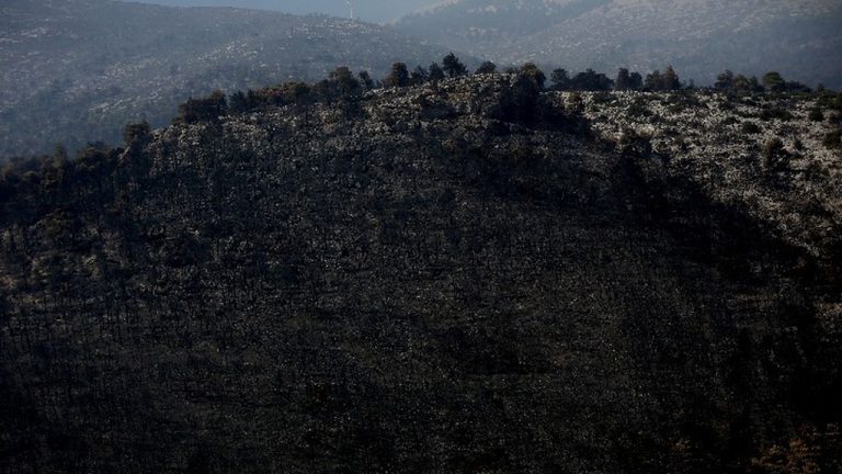 WWF: Περισσότερα από 180.000 στρέμματα καμένων δασικών εκτάσεων σε λίγες μόλις μέρες
