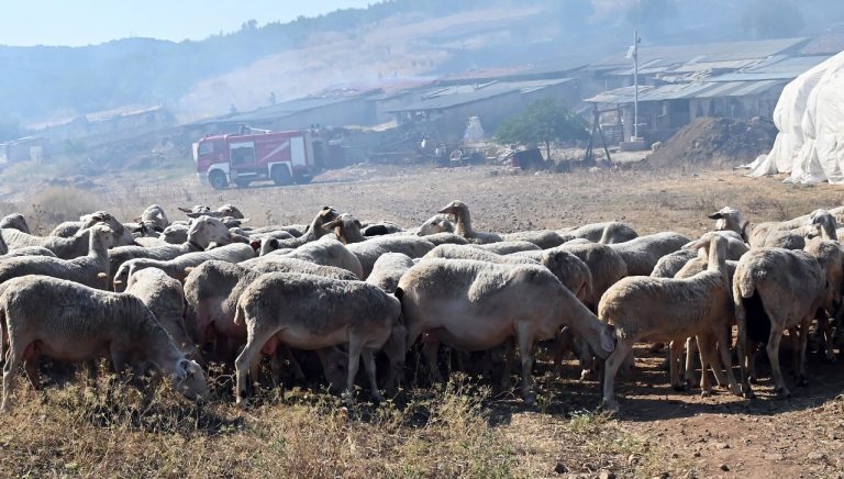 Αποζημιώσεις 7,4 εκατ. ευρώ για τον αφθώδη πυρετό στη Λέσβο, ανοίγει η πλατφόρμα για 104 κτηνοτρόφους